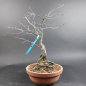 Preview: Bonsai - Diospyros Kaki, female, Red