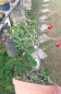 Preview: Bonsai - Diospyros Kaki, female, Red