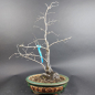 Preview: Bonsai - Diospyros Kaki, female