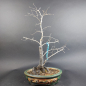 Preview: Bonsai - Diospyros Kaki, female