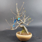 Preview: Bonsai - Beauty-berry, Callicarpa japonica
