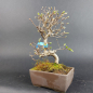 Preview: Bonsai - Carpinus Coreana, Japan