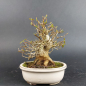 Preview: Bonsai - Dreispitzahorn, Acer Buergerianum Shohin