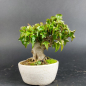 Preview: Bonsai - Dreispitzahorn, Acer Buergerianum Shohin