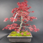 Preview: Bonsai - Fächerahorn, Acer Palmatum Deshojo