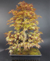 Preview: Bonsai - Fächerahorn, Acer Palmatum