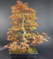 Preview: Bonsai - Fächerahorn, Acer Palmatum