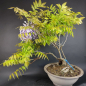 Preview: Bonsai - Wisteria Blauregen, Japan