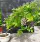 Preview: Bonsai - Wisteria Blauregen, Japan