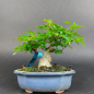 Preview: Bonsai - Trident Maple, Acer Buergerianum, Shohin