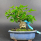 Preview: Bonsai - Trident Maple, Acer Buergerianum, Shohin