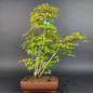 Preview: Bonsai - Fächerahorn, Acer Palmatum Yukihime