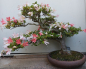 Preview: Bonsai - Japanese Satsuki Azalea, Nanbanishiki
