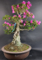 Preview: Bonsai - Japanese Satsuki Azalea, Hoshi-no-Kagayaki