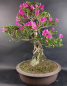 Preview: Bonsai - Japanese Satsuki Azalea, Hoshi-no-Kagayaki