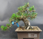 Preview: Bonsai - Schwarzkiefer, Pinus Thunbergii, Senjumaru, Japan