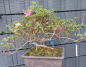 Preview: Bonsai - Japanese Satsuki Azalea, Miyama Kirishima
