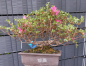 Preview: Bonsai - Japanese Satsuki Azalea, Miyama Kirishima