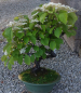 Preview: Bonsai - Snowball, Viburnum dilatatum