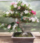 Preview: Bonsai - Jap. Satsuki Azalee, Tenkaboshi