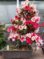Preview: Bonsai - Jap. Satsuki Azalee, Fureai-no-Sato