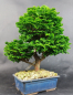 Preview: Bonsai - Japanese False Cypress, Chamaecyparis obtusa Hinoki