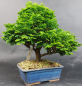 Preview: Bonsai - Japanese False Cypress, Chamaecyparis obtusa Hinoki