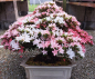 Preview: Bonsai - Japanese Satsuki Azalea, Shin Nikko