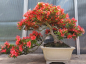 Preview: Bonsai - Jap. Satsuki Azalee, Kinsai