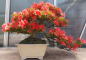 Preview: Bonsai - Jap. Satsuki Azalee, Kinsai