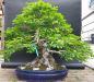 Preview: Bonsai - Hainbuche, Carpinus Laxiflora, Japan