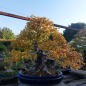 Preview: Bonsai - Hainbuche, Carpinus Laxiflora, Japan