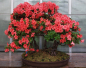 Preview: Bonsai - Jap. Satsuki Azalee, Hi-no-Tsukasa