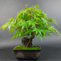 Preview: Bonsai - Fächerahorn, Acer Palmatum Rock, Shohin