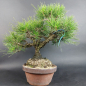 Preview: Bonsai - Pinus Thunbergii Corticosa, Schwarzkiefer, Japan