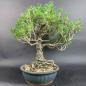 Preview: Bonsai - Japanese Black Pine, Pinus Thunbergii Kotobuki