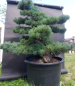 Preview: Gartenbonsai, Niwaki - Mädchenkiefer, Pinus Pentaphylla