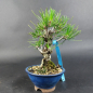 Preview: Bonsai - Japanese Black Pine, Pinus Thunbergii, Corticosa, Shohin