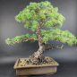 Preview: Bonsai - Japanese White Pine (root-real), Pinus Pentaphylla