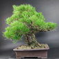 Preview: Bonsai - Pinus Thunbergii, Schwarzkiefer, Japan