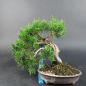 Preview: Bonsai - Wacholder, Juniperus Chinensis, Shohin