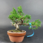 Preview: Bonsai - Wacholder, Juniperus Chinensis, Shohin