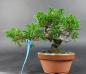 Preview: Bonsai - Wacholder, Juniperus Chinensis, Shohin