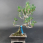 Preview: Bonsai - Japanese Black Pine, Pinus Thunbergii Senjumaru