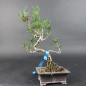 Preview: Bonsai - Japanese Black Pine, Pinus Thunbergii Senjumaru
