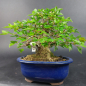 Preview: Bonsai - Dreispitzahorn, Acer Buergerianum Shohin