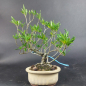 Preview: Bonsai - Gardenia jasminoides, Shohin