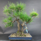 Preview: Bonsai - Schwarzkiefer, Pinus Thunbergii, Japan