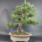 Preview: Bonsai - Japanese Black Pine, Pinus Thunbergii Kotobuki