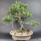 Preview: Bonsai - Japanese Black Pine, Pinus Thunbergii Kotobuki